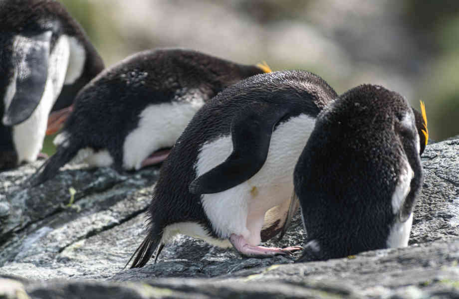 Pingüino Macaroni - islas Georgias del Sur 36.jpg